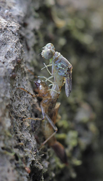 Argia moesta, emergence